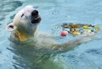 日本大阪一动物园为北极熊准备“水果刨冰”