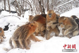 神农架降大雪 金丝猴雪地树丛间嬉戏打雪仗