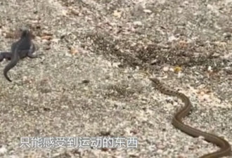 群蛇追杀海蜥蜴一幕…BBC拍出了史诗巨片的赶脚