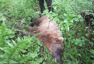 俄罗斯公墓遭棕熊洗劫，20具遗体被吃掉