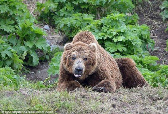 俄罗斯公墓遭棕熊洗劫，20具遗体被吃掉