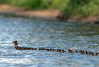 “年度最佳妈妈”：母鸭带76只小鸭巡游