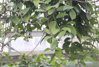 养花种草系列61：Hoya 毬兰的栽培技巧