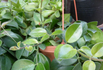养花种草系列61：Hoya 毬兰的栽培技巧