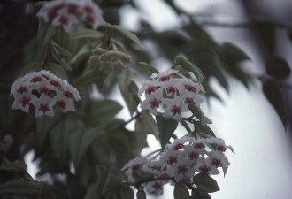 养花种草系列61：Hoya 毬兰的栽培技巧
