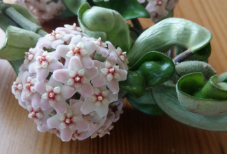 养花种草系列61：Hoya 毬兰的栽培技巧