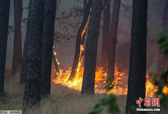 德国勃兰登堡森林起火 未爆弹增大灭火难度