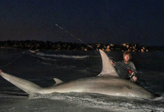 澳两渔夫捕获近4米长巨鲨 拍照称重后放生