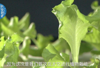 厉害！中国人首次在太空种菜 生菜都长这么大了