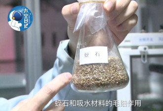 厉害！中国人首次在太空种菜 生菜都长这么大了