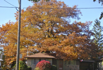 抢救300岁的红橡树 市议会决定连屋带树买下来