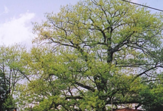 抢救300岁的红橡树 市议会决定连屋带树买下来
