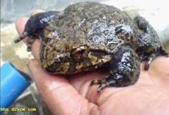 农民抓33只石蛙被判缓刑 自称只为解馋