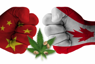 指责加拿大大麻合法化？世界半数大麻乃中国产
