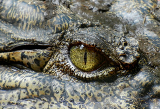 泰国普吉海滩鳄鱼出没 当局警示游客注意安全