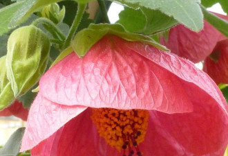 养花种草系列62：热带开花小灌木