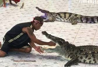 危险！泰国驯兽师表演时突然被鳄鱼咬住胳膊