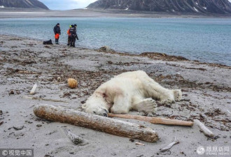 挪威：北极熊攻击邮轮员工被射杀