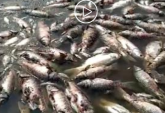 沈阳酷热土地水温40度，3万多斤鱼死亡