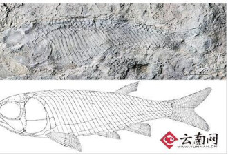 云南现最古老卵胎生新鳍鱼类化石 距今2.44亿年