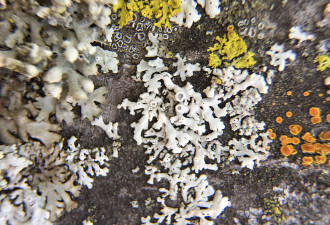 养花种草系列63：奇妙的地衣 Lichens