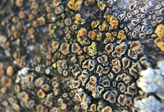 养花种草系列63：奇妙的地衣 Lichens