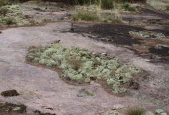 养花种草系列63：奇妙的地衣 Lichens