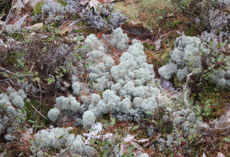 养花种草系列63：奇妙的地衣 Lichens