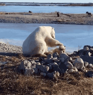 加拿大北极熊抚摸狗狗的视频网上热传 结果却…
