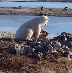 加拿大北极熊抚摸狗狗的视频网上热传 结果却…