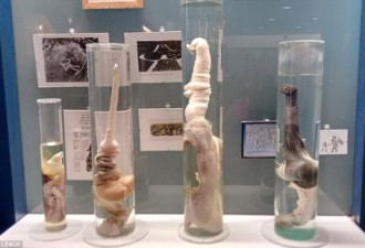 冰岛这家博物馆收藏300多件羞羞标本，够酷