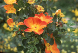 养花种草系列64：原始玫瑰(野玫瑰)