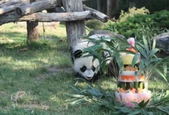 在法国出生的首只大熊猫宝宝周岁庆生！