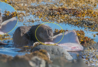 水獭捕食团扇鳐罕见画面：躲礁石后冲出啃咬