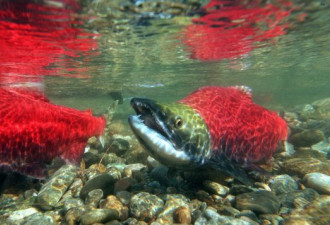 弗雷泽河水温度太高，洄游途中红大马哈鱼死亡