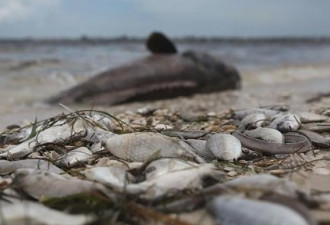 触目惊心！美国佛州沿海赤潮严重 大量鱼类死亡