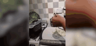 英国多地网友称买到可疑蔬菜 火烧闻着像塑料