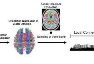 科学家发现大脑都有专属指纹：可精确识别身份