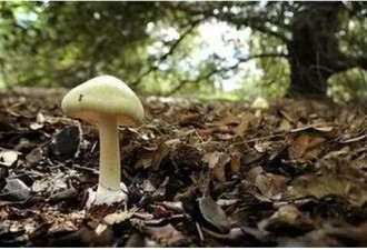旧金山东湾公园发现世界上最致命蘑菇