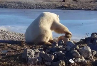 最近火遍全球的雪橇犬和北极熊 背后故事很残酷