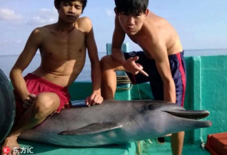 越南渔民残忍分尸海豚 或将面临严厉处罚