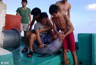 越南渔民残忍分尸海豚 或将面临严厉处罚