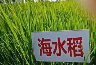 袁隆平团队的海水稻最近遇上了一点麻烦