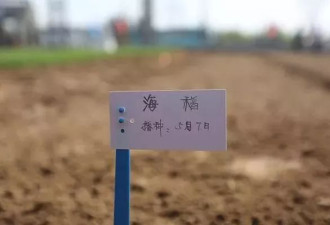 袁隆平团队的海水稻最近遇上了一点麻烦