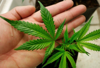 约克区居民持牌种植场超额种大麻被检控