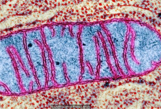 新发现的古细菌或能解答真核生物起源之谜