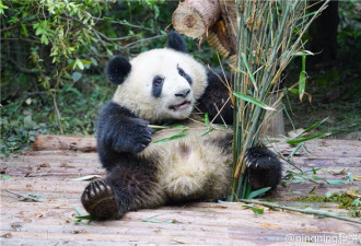 大熊猫称体重撒泼打滚 这个过气网红太会加戏