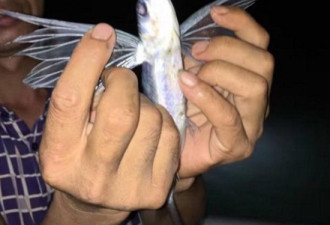 福建男子捕获一条怪鱼 长有六条腿和蜻蜓翅膀