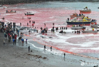 触目惊心!实拍丹麦小岛屠鲸狂欢血染大海