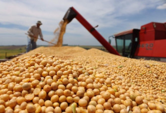 豆价飙升 巴西有望取代美国成头号大豆生产国